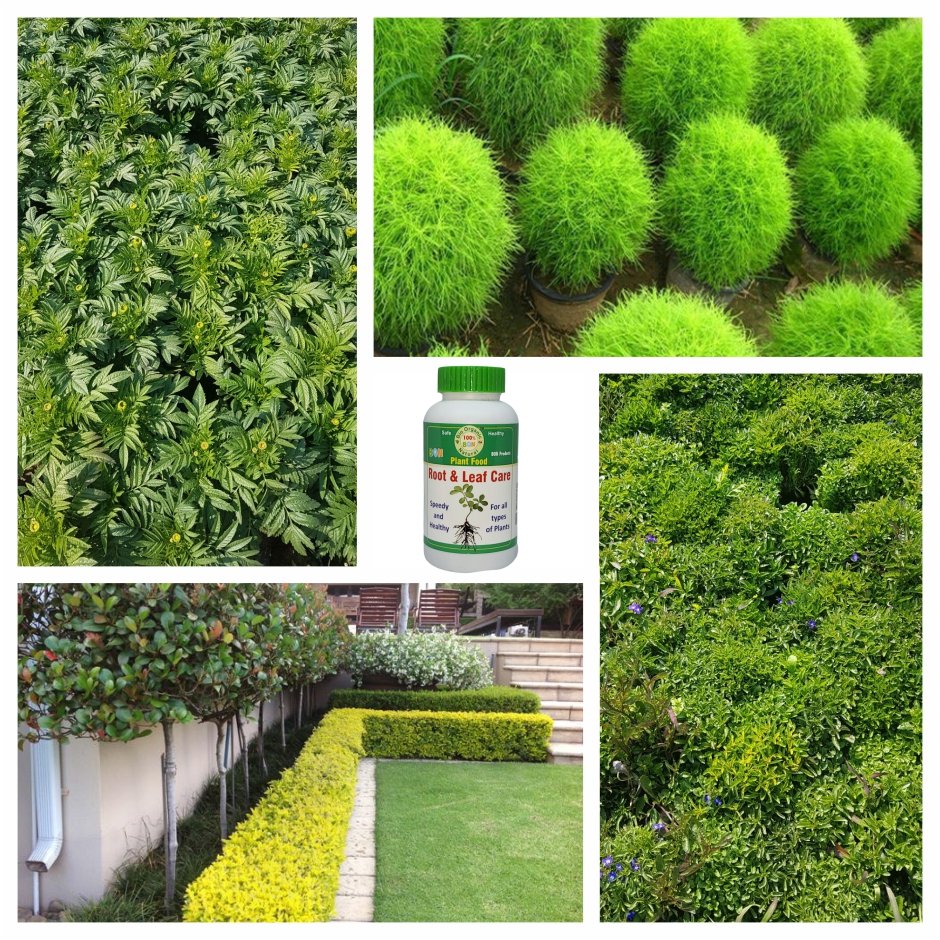 Impact-of-BON-on-Green-plants Jannat Nursery)img