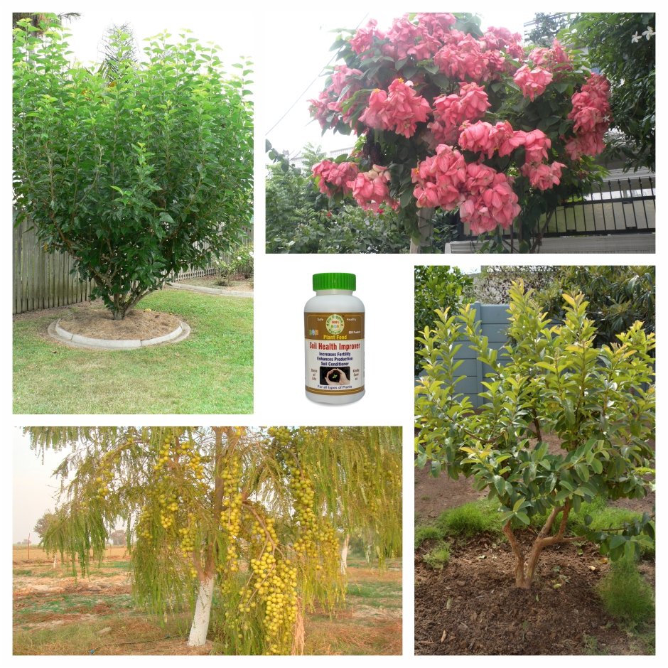 Impact-of-BON-on-Trees Soil Health Improver Jannat Nursery)img