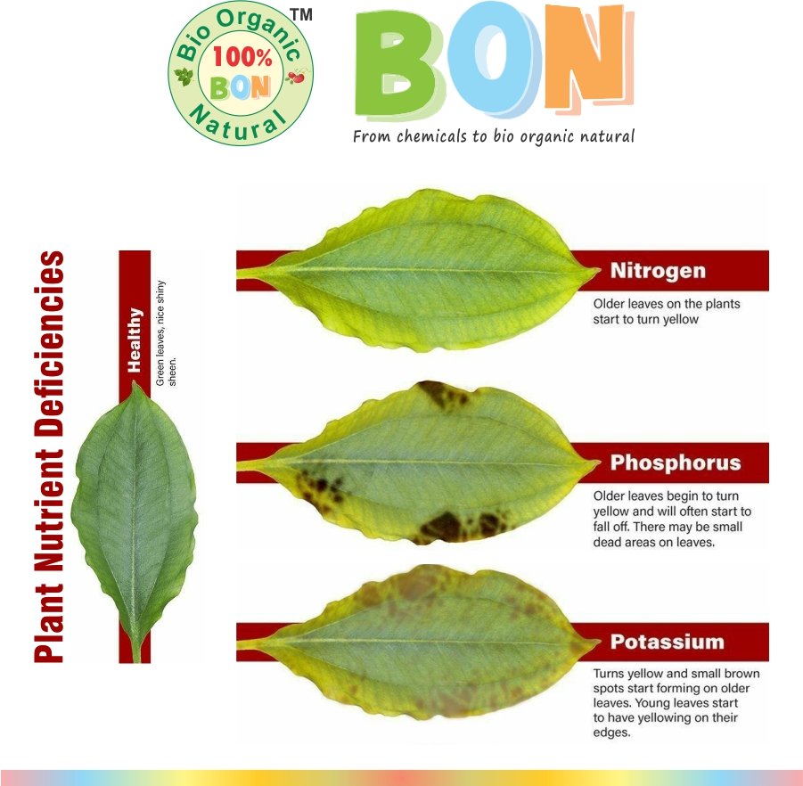 Plant-Nutrient-Deficiencies Root and Leaf Care Jannat Nursery)img