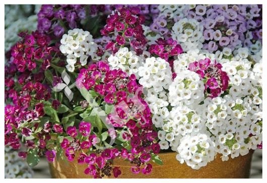 01 ALYSSUM Jannat Nursery)img