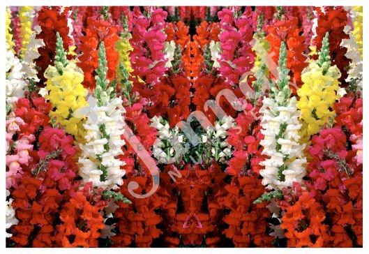 ANTIRRHINUM Jannat Nursery)img