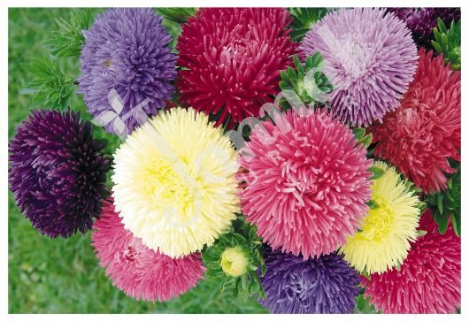 ASTER Jannat Nursery)img