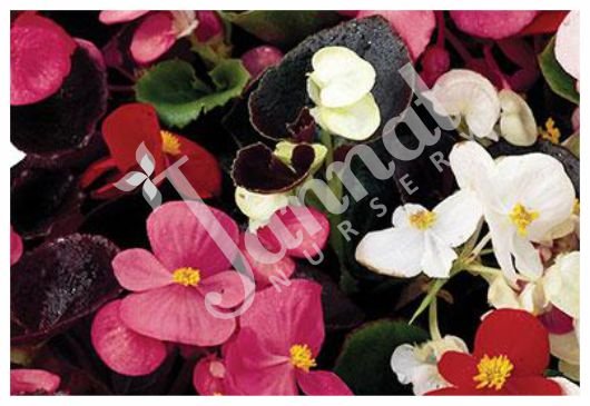 BEGONIA Jannat Nursery)img