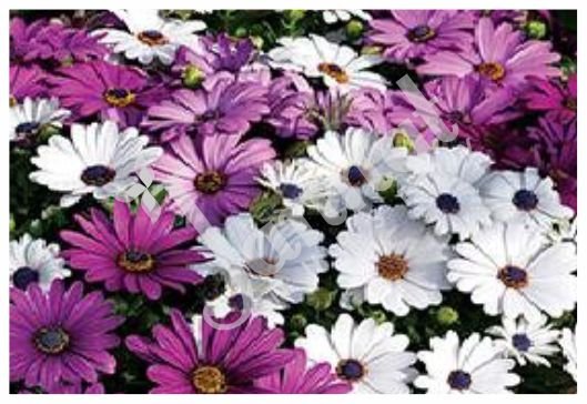 BRACHYCOME Jannat Nursery)img