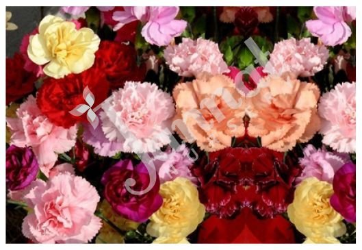CARNATION Jannat Nursery)img