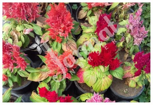 CELOSIA Jannat Nursery)img