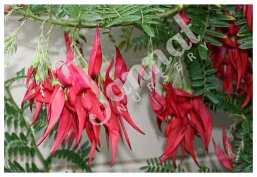 CLIANTHUS Jannat Nursery)img