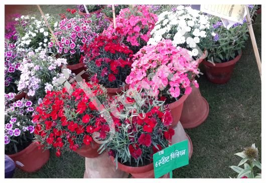 DIANTHUS Jannat Nursery)img