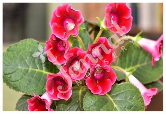 GLOXINIA Jannat Nursery)img