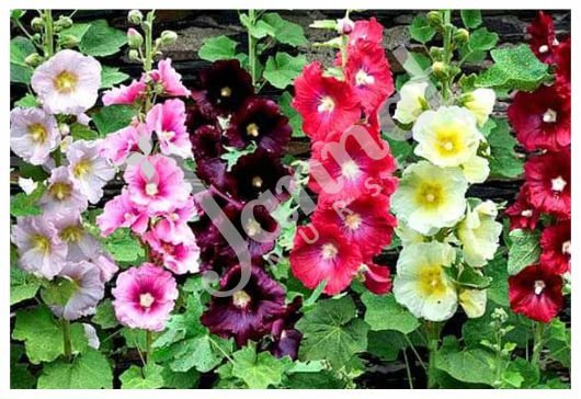 HOLLYHOCK Jannat Nursery)img