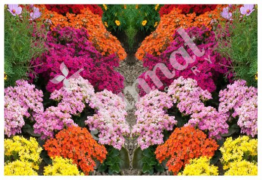 KALANCHOE Jannat Nursery)img