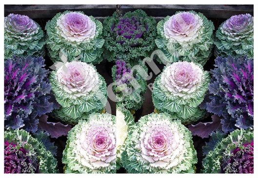 KALE Jannat Nursery)img