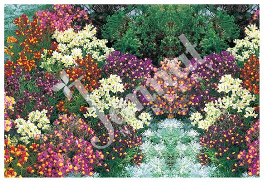 LINERIA Jannat Nursery)img