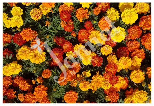 MARIGOLD FRENCH Jannat Nursery)img