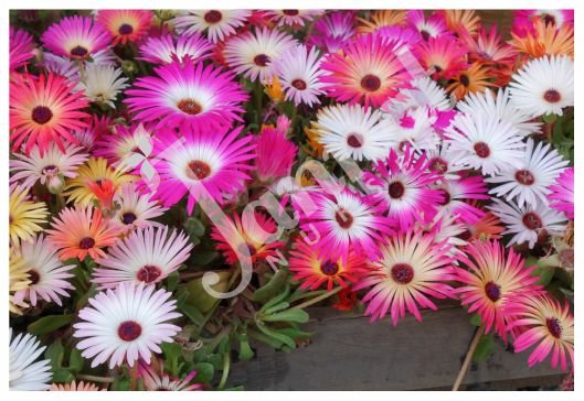 MESEMBRYANTHEMUM Jannat Nursery)img