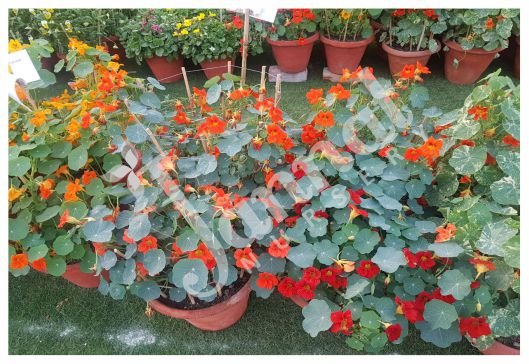 NASTURTIUM Jannat Nursery)img