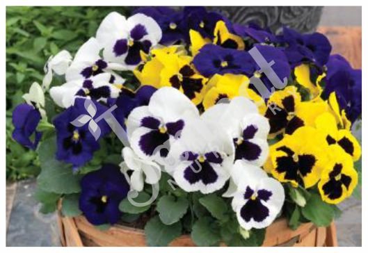 PANSY Jannat Nursery)img