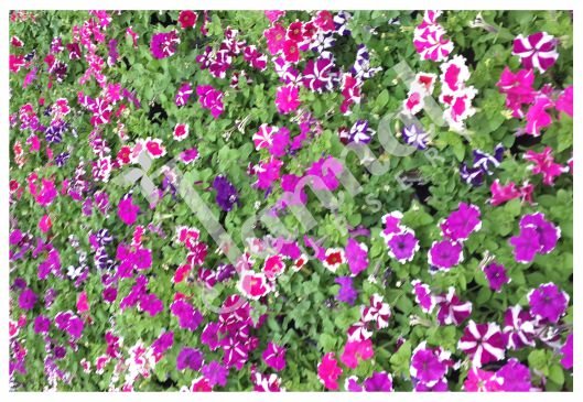 PETUNIA Jannat Nursery)img