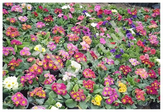 PRIMULA Jannat Nursery)img