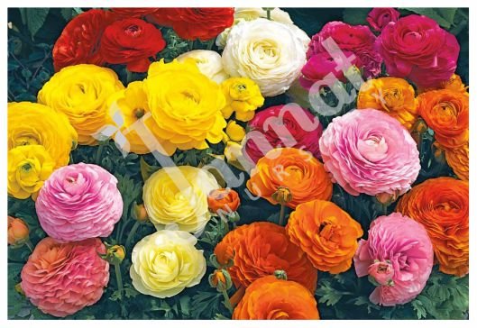 RANUNCULUS Jannat Nursery)img