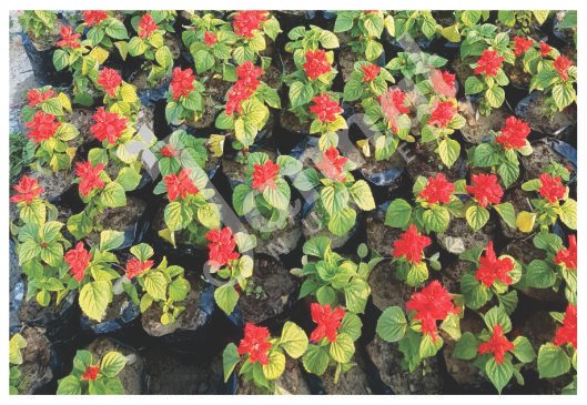 SALVIA Jannat Nursery)img