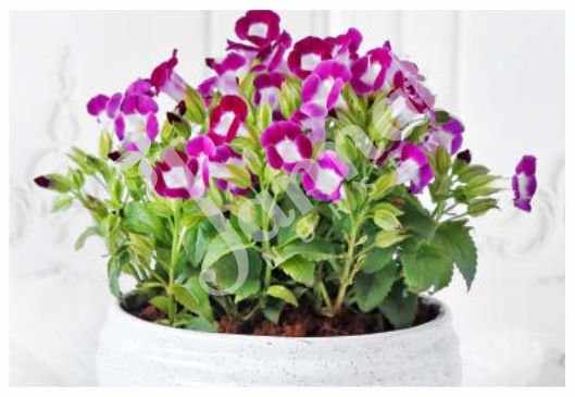 TORENIA Jannat Nursery)img