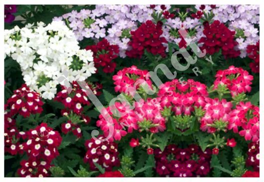 VERBENA Jannat Nursery)img