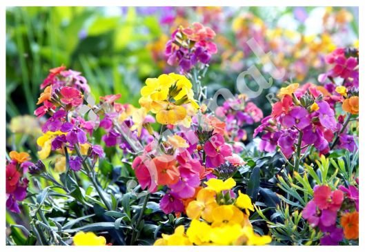 WALLFLOWER Jannat Nursery)img