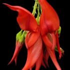Clianthus Flowers)img
