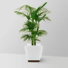 Bamboo Palm Jannat Nursery)img