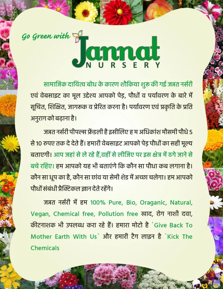 Flowers Border Pamphlet Jannat Nursery)img