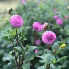Pompon Dahlia Jannat Nursery)img