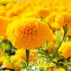 marigold flower)img