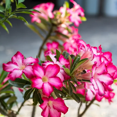 Adenium Clerodendrum Jannat Nursery)img