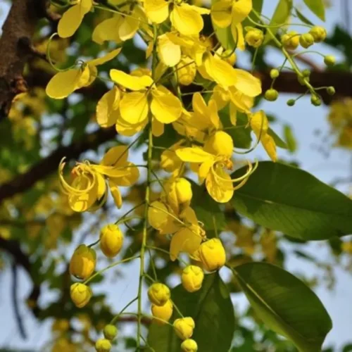 Amaltas Flowering Plant)img