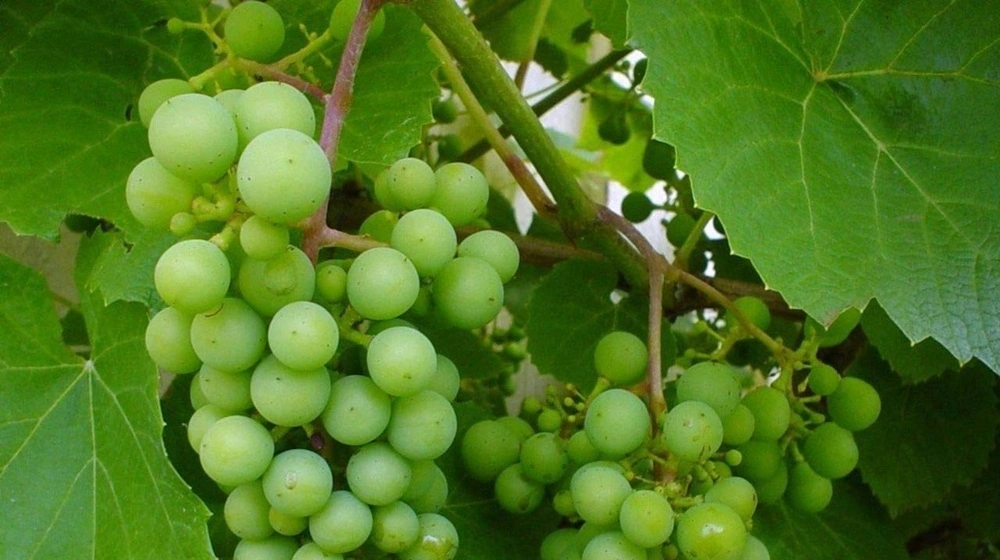 Angoor Fruit Jannat Nursery)img