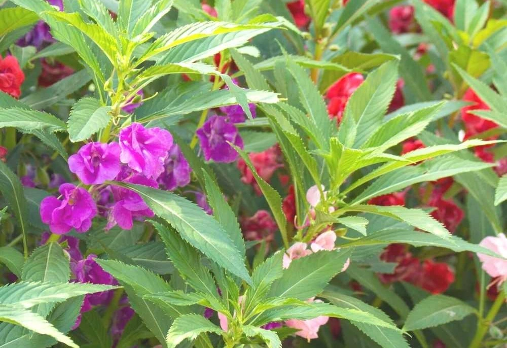 Balsam Summer Seasonal Flowers Jannat Nursery)img