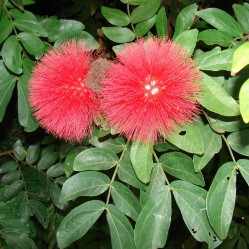 Calliandra Plants Jannat Nursery)img