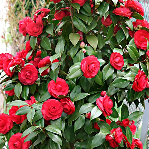 Camelia Flower Jannat Nursery)img