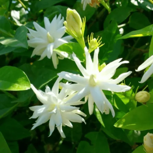 Chameli Jaismine Flower Jannat Nursery)img