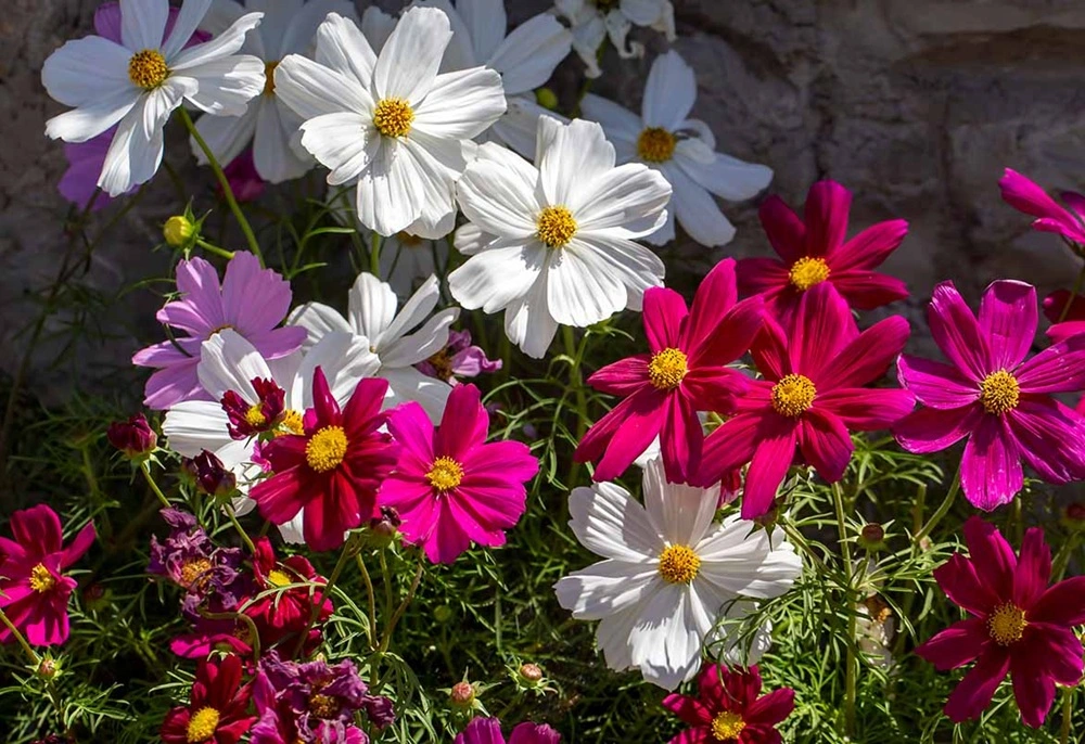 Cosmos Summer Seasonal Flower Jannat Nursery)img