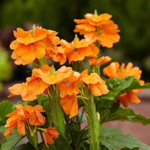 Crossandra Flower Jannat Nursery)img