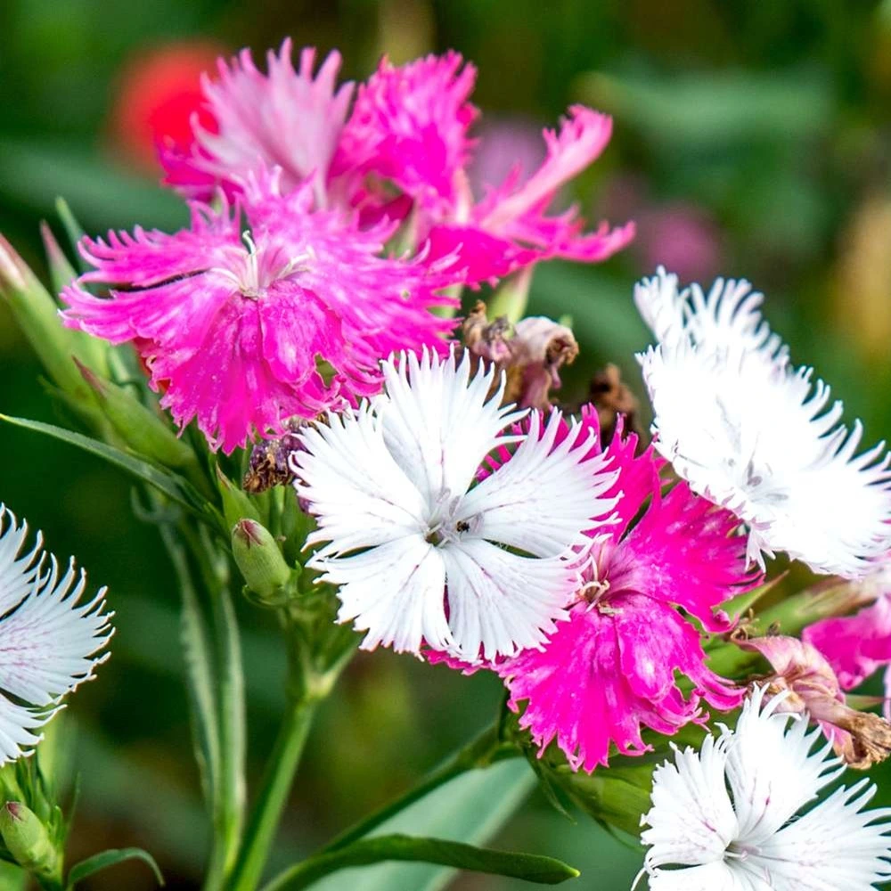 Dianthus Flowers Jannat Nursery)img