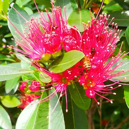 First Love Flower Jannat Nursery)img