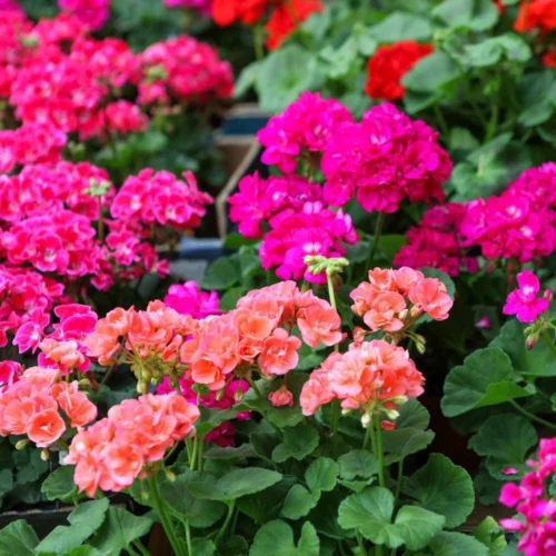 Geraniums Flower Jannat Nursery)img