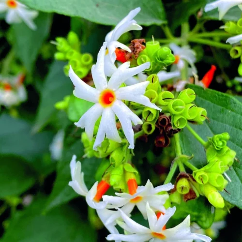 Harsingar Flower Jannat Nursery)img
