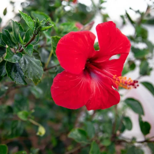 Hibiscus Flowers Jannat Nursery)img