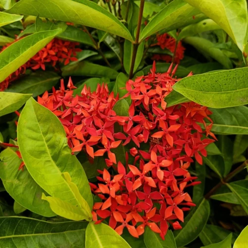 Ixora Red Jannat Nursery)img