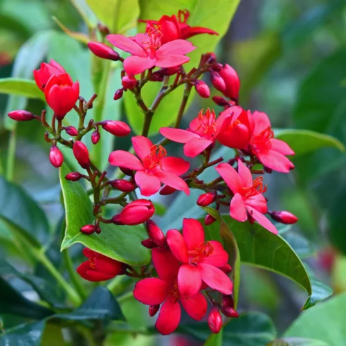Jetropha Flower Jannat Nursery)img