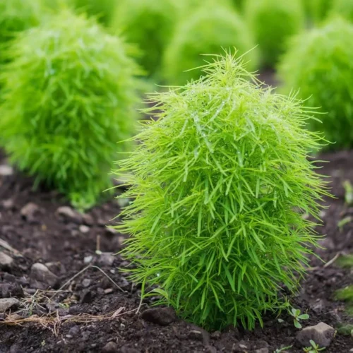Kochia Plants Jannat Nursery)img